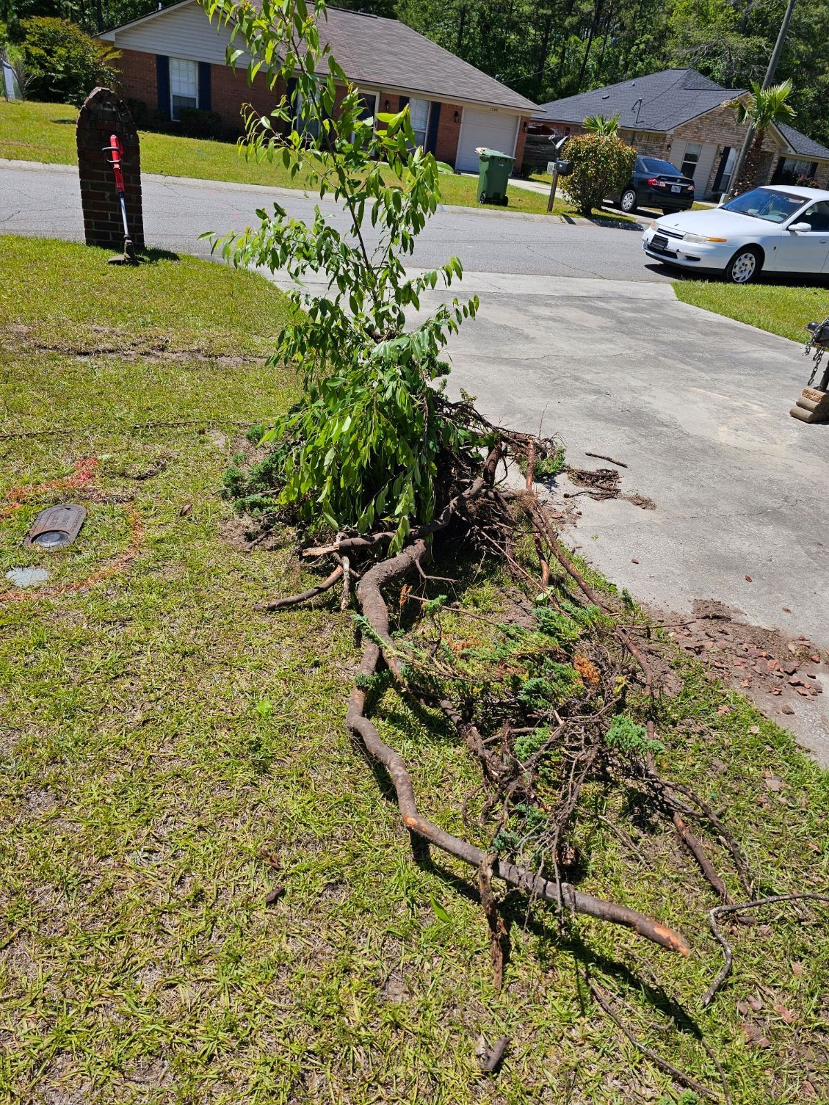 Tree Removal/Cutting