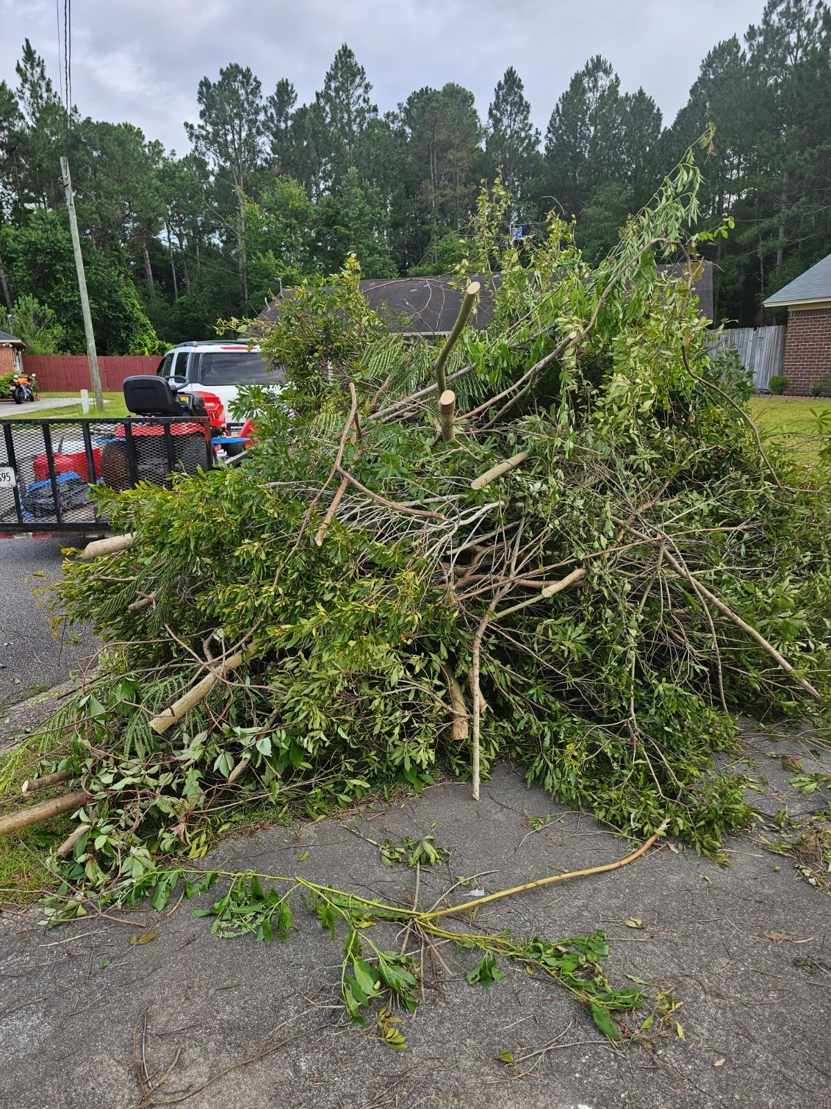 Tree Trimming